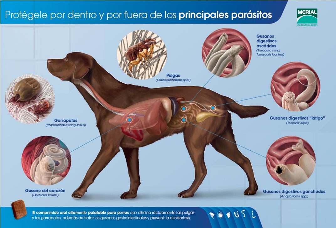 Prfilaktika de las lombrices y los niños